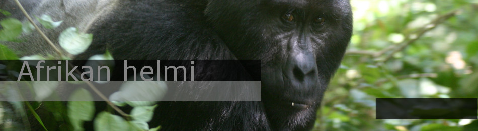 Gorilla-safari ja katsaus Ugandan vehreään luontoon
